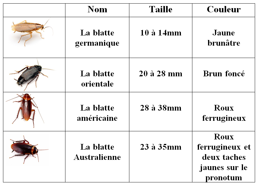 Quelle est la différence entre une blatte et un cafard ?